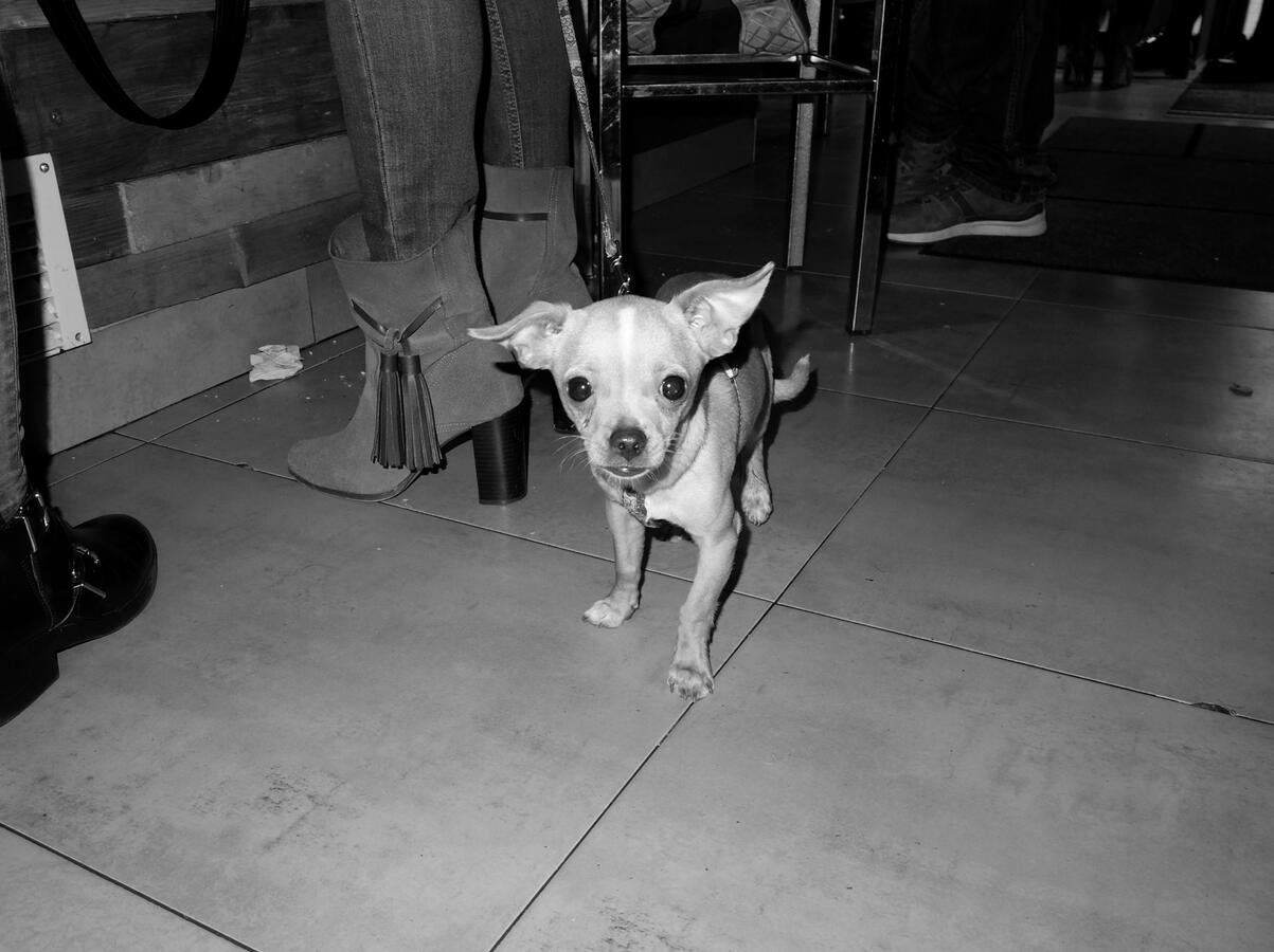 perro
